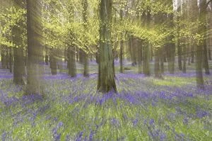 Images Dated 22nd September 2005: Bluebells - in Beech Woodland, Dockey Wood, Herts, UK Zoom blurs - no digital manipulation PL000176