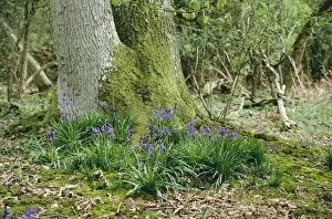 Images Dated 11th November 2010: Bluebells - Clumps at base of Oak tree