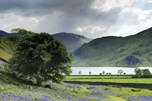 Images Dated 5th June 2013: Bluebells - with Crummock water in background