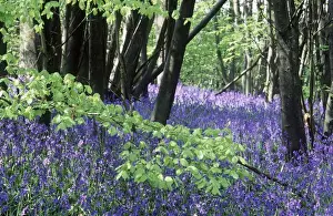 Bluebells DAD 578 In woodland - Kent, UK Hyacinthoides non-scripta © David Dixon / ardea. com