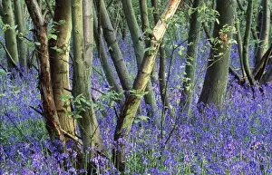 Tranquillity Prints: Bluebells DAD 971 In woods with Coppiced Hazel - Lamberhurst