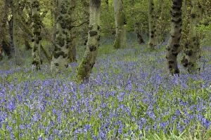 BLUEBELLS - in Doxford woods