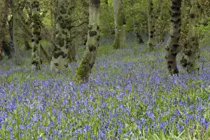 Clearing Prints: Bluebells - In Doxford woods Northumberland, England
