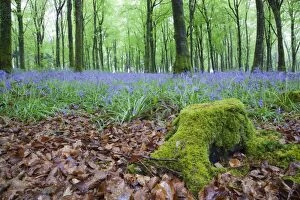 Images Dated 1st May 2011: Bluebells in Flower at Idless Woods - Cornwall - UK