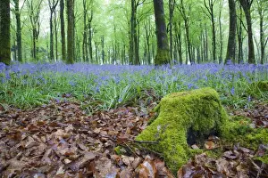 Landscapes Prints: Bluebells in Flower at Idless Woods - Cornwall - UK