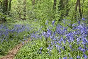 Images Dated 8th May 2008: Bluebells - Godolphin Woods - Cornwall - UK