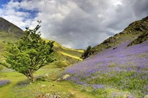Images Dated 5th June 2013: Bluebells - on Grasmoor