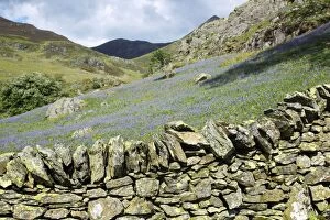 Images Dated 5th June 2013: Bluebells - on Grasmoor with Drystone Wall
