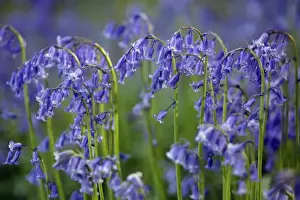 Bluebells - Northumberland, England