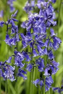 Bluebells - Northumberland, England