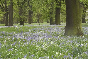 Bluebells and Oak Trees in Spring, Little