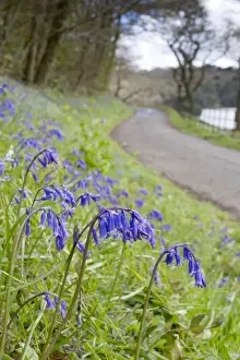 Roadside Prints: Bluebells - on roadside verge in spring - Penrose, Helston, Cornwall, UK