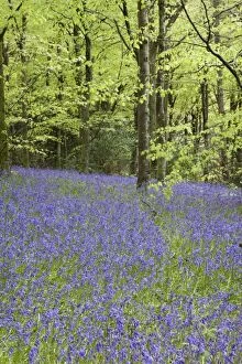 Images Dated 3rd May 2009: Bluebells - in spring - Idless Woods - Cornwall - UK