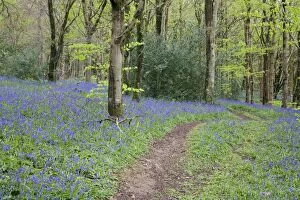 Images Dated 30th April 2008: Bluebells - in spring - Idless Woods - Cornwall - UK
