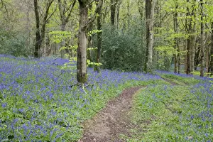 Footpath Prints: Bluebells - in spring - Idless Woods - Cornwall - UK