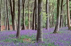 Beech Collection: BLUEBELLS - in wood