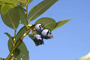 Blueberry Prints: Blueberry - fruit - cultivated. France. Vaccinium x corymbosum