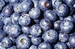 Blueberry Prints: Blueberry Native to North America & East Asia