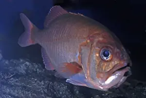 Blueberry Roughy, Big Roughy, north Pacific 300-600m