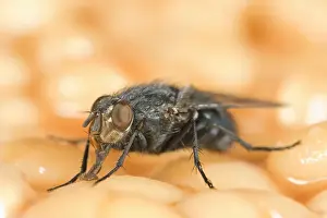Bluebottle - feeding on baked beans Norfolk UK