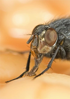 Images Dated 3rd April 2007: Bluebottle - feeding on baked beans Norfolk UK