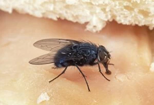 Images Dated 14th May 2004: Bluebottle Fly On ham sandwich, UK