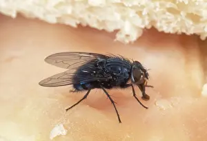 Disease Prints: Bluebottle Fly On ham sandwich, UK