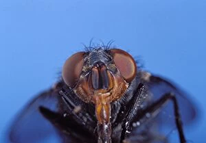 Bluebottle fly - head with proboscis extended