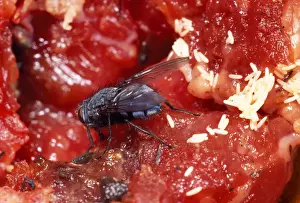 Meat Prints: Bluebottle - laying eggs on meat UK