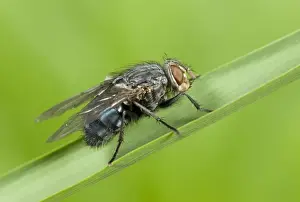Bluebottle - resting on grass leaf Norfolk UK