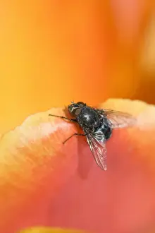 Bluebottle - resting on tulip flower Norfolk UK