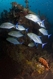 Ambassis Gallery: Bluefin Trevally and Largespined Glassfish / Estuarine