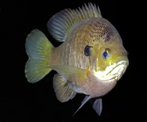 Freshwater Prints: Bluegill - Freshwaters, North America; from Quebec to northern Mexico