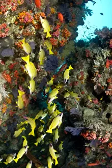 Schools Prints: Bluelined Snapper - school by colourful Coral Reef - Kuda Thila - South-Ari atoll - Maldives