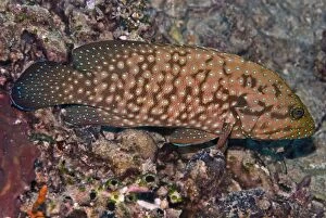 Images Dated 15th April 2007: Bluespotted Grouper - Papua New Guinea