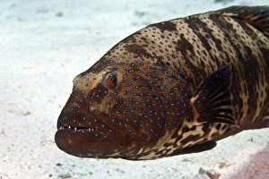Images Dated 15th September 2007: Bluespotted Grouper - Red Sea
