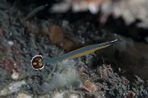 Bluestripe Pipefish during night dive