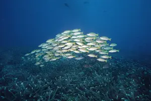 Snapper Prints: Bluestripe Snapper - School bunched together for protection