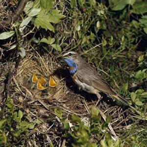 Images Dated 20th October 2010: Bluethroat - male at nest with young