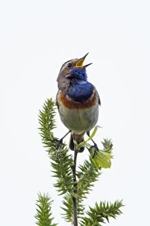 Images Dated 17th May 2013: Bluethroat - male singing and displaying Island