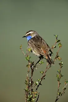 Bluethroat Prints: Bluethroat - male in spring. Seward Peninsula, Alaska, June. USA