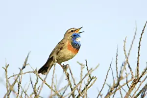 Bluethroat Prints: Bluethroat - male, white spotted variety, singing, Texel, Holland