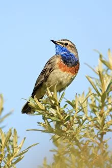 Images Dated 9th June 2008: Bluethroat - male, white spotted variety