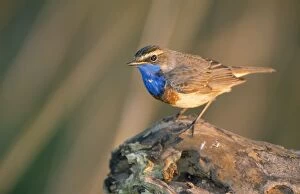 Images Dated 3rd May 2011: Bluethroat - perched on log