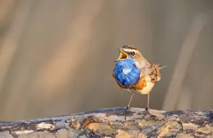 Bluethroat Prints: Bluethroat - perched on log, singing