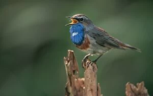 Images Dated 8th December 2005: Bluethroat - singing