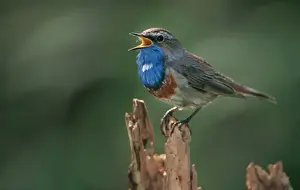 Bluethroats Prints: Bluethroat - singing