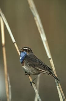 Bluethroat singing on reed