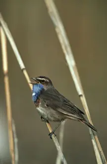 Bluethroat singing on reed Belgium