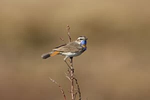 Images Dated 15th July 2007: Bluethroat - On song perch